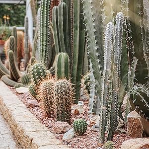 columnar cacti cactus for sale agave parryi buy prickly pear buy prickly pear cactus barrel cacti