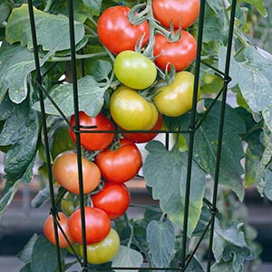 MTB Garden hexagon folding tomato plant support cage green