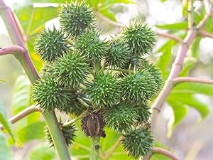 Small manufacture image 4