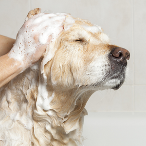 dog puppy shampoo
