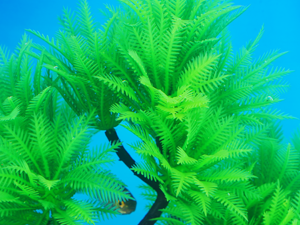Plante Soft Safe