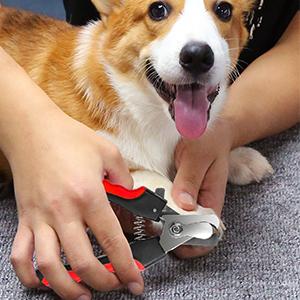 dog nail cutter
