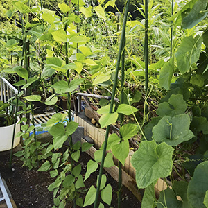 garden stakes