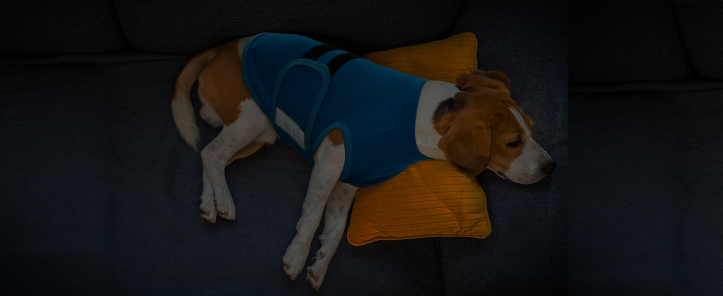 dog anxiety relief