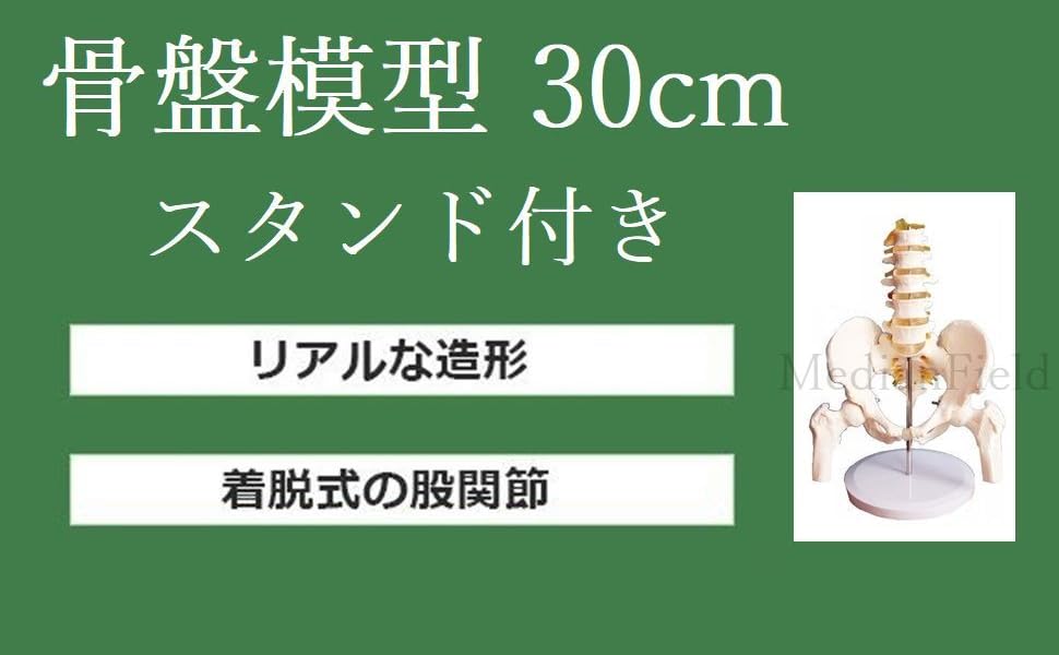 ✿女性 骨盤 モデル 大腿骨頭 関節 等身大女性骨盤 出産教育 人体模型 女性骨盤モデル，可動型・大腿骨付 | 日本スリービー・サイエン