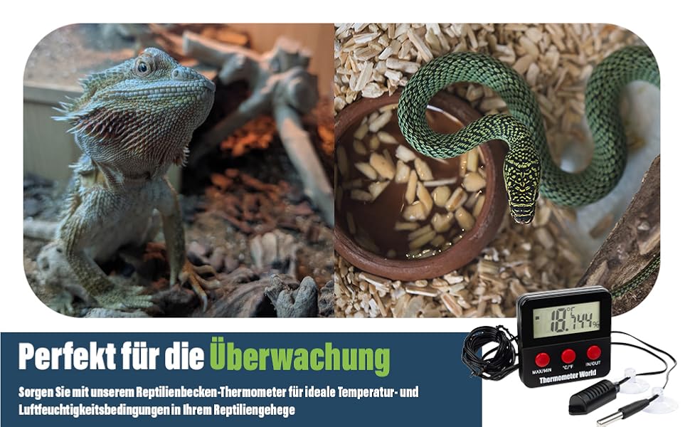 Zwei Eidechsen in einem Terrarium mit Substrat. Im Vordergrund ist ein digitales Temperatur- und Luftfeuchtigkeitsüberwachungsgerät zu sehen.