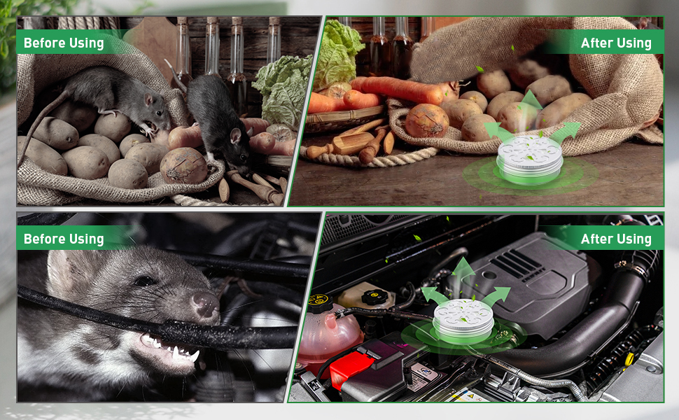Rodent Repellent for Car Engines Peppermint Oil Mouse