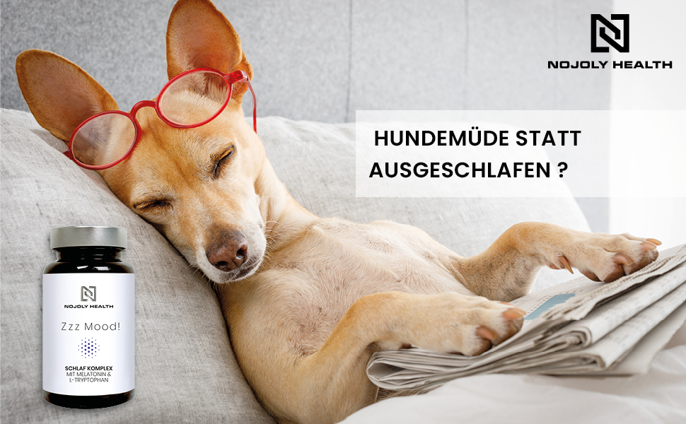 Süsser Hund liegt lesend im Bett mit Tageszeitung. Er ist hundemüde eingeschlafen