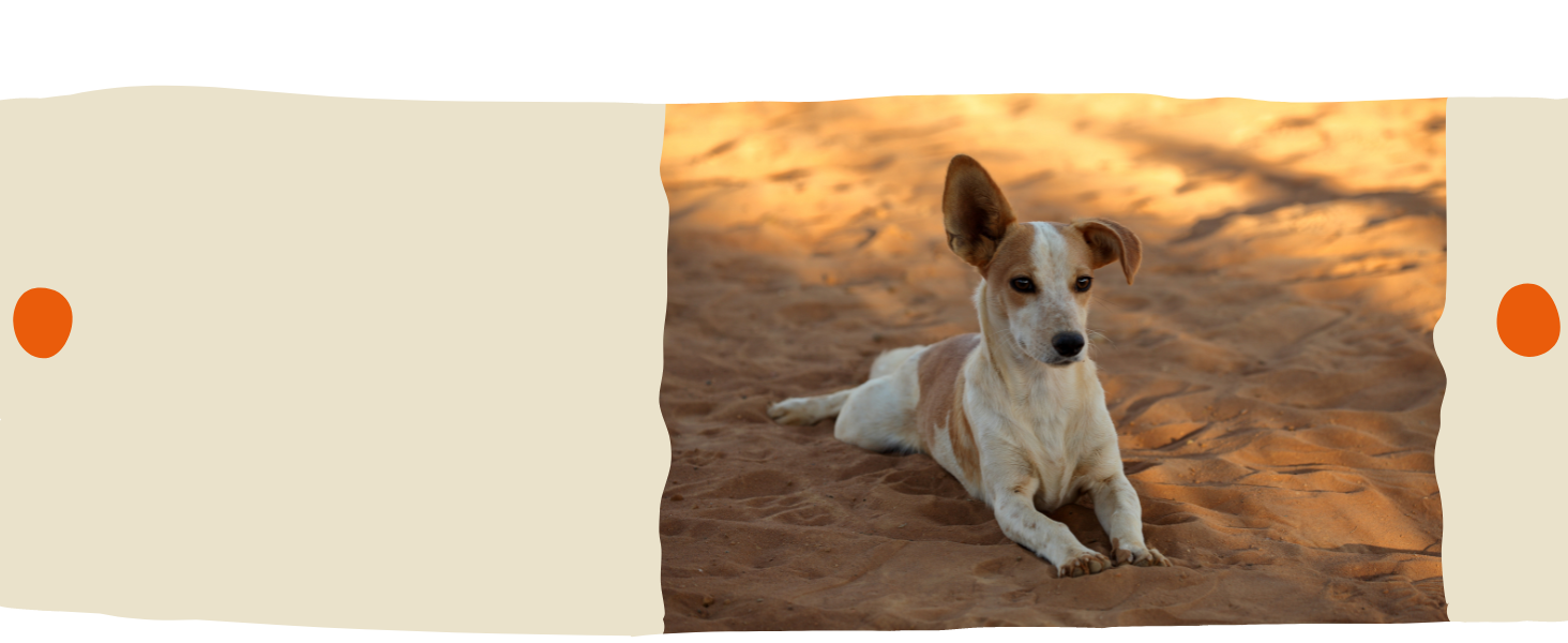 nimo Hunde Pflegestift