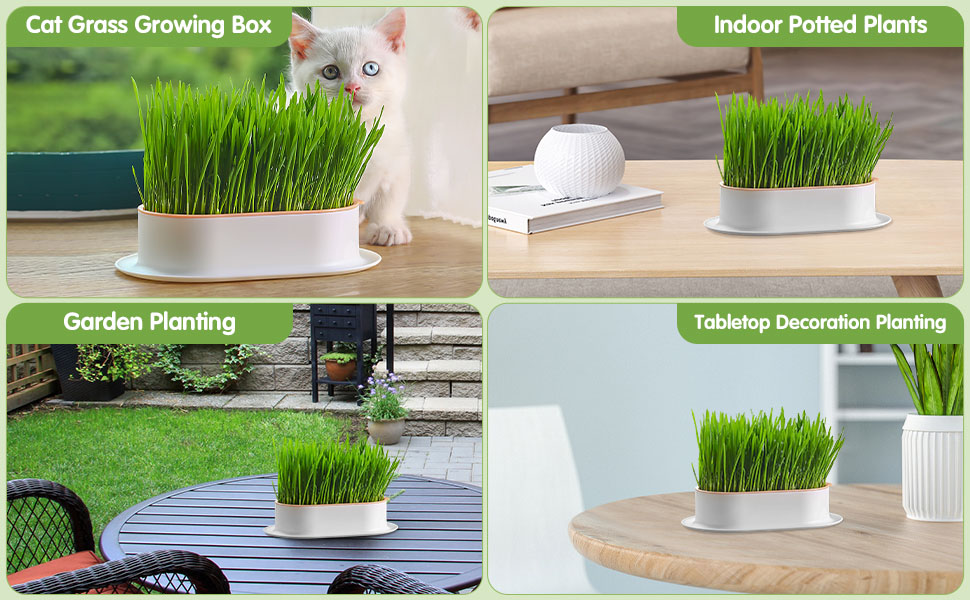 LAUPVXA Cat Grass Planter, Cat Grass, Cat Grass Kit, Cat