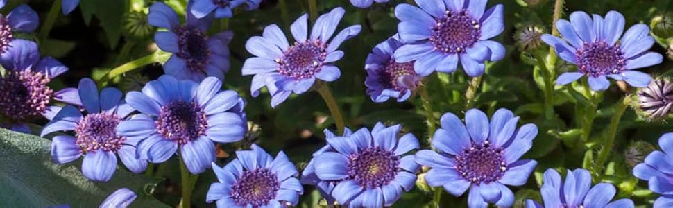 Image of blue daisies growing with other plants in a garden