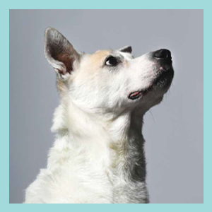 Photograph of dog Buster from Forever Home