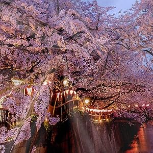 Amazon.com: JAWO Japanese Cherry Blossoms Wall Tapestry