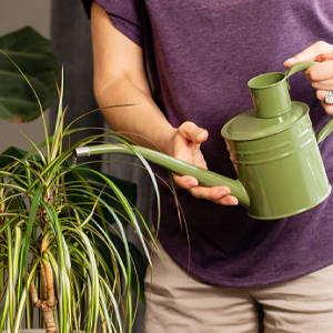 Metal Watering Can with Long Spout to Prevent Spillage Watering Can Plants and Watering 