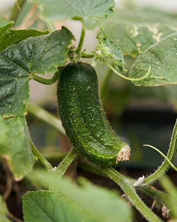 Cucumber