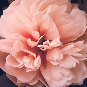 peany fragrance close up