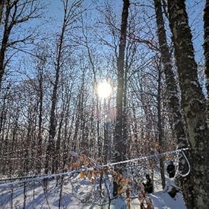 47 north foods single source real pure organic grade a amber very dark maple syrup sugar