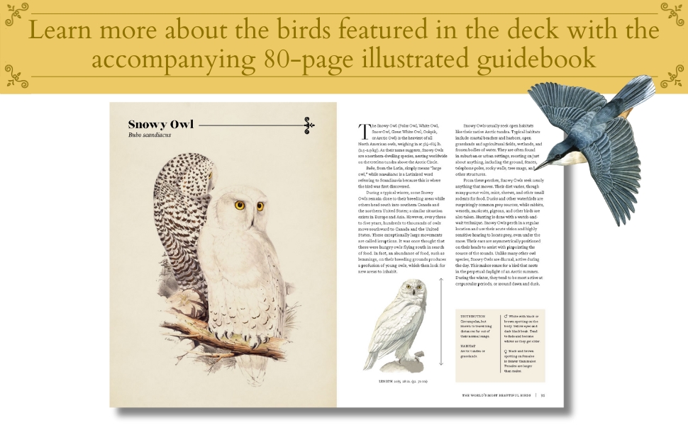 英語版　1976年発行　A closer Look at BIRDS 英語版 1976年発行 A closer Look at BIRDS 100 Years of Birds