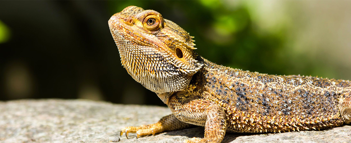 Ceramic Heat Emitter, Reptile Heat Bulbs, Ceramic Heat Lamp for Reptiles