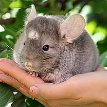 chinchilla