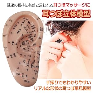 Amazon.co.jp: THE BIG SHEEP 耳つぼ模型 耳模型 17CM マッサージ ツボ