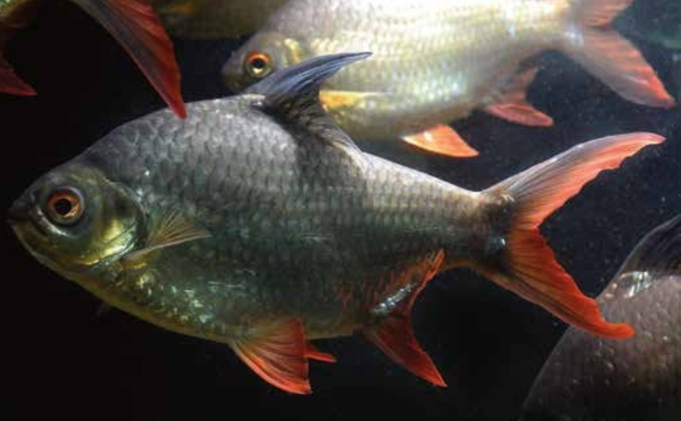 洋書　Freshwater Aquarium Fishes 淡水魚　大型本 What Freshwater Fish?: A Buyer's Guide to Tropical Aquarium