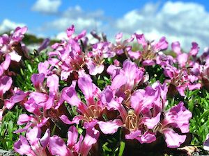 Saponaria Pupila Flower Plant Stem Cells