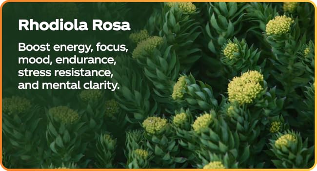 rhodiola herb for stress adaptagen benefits