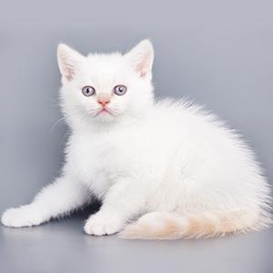 Perfetto per animali