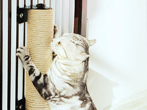 猫抓柱高级A+-高质量