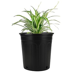  plastic nursery plant pots