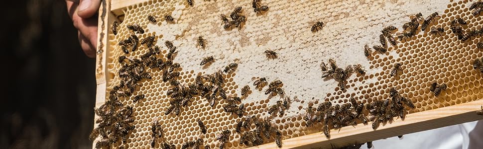 alabasinis family; greek honey; beekeeping; beekeeper; greek nature; forest honey; pine honey