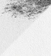 Camp anti-moisissure