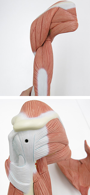 Amazon.co.jp: 実物大の上肢の筋肉模型，分解し深層筋も確認でき