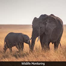 wildlife