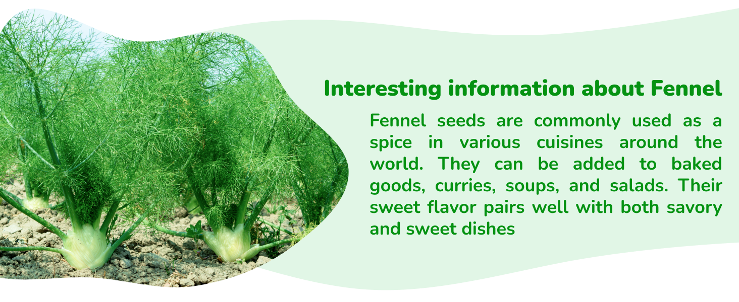 fennel