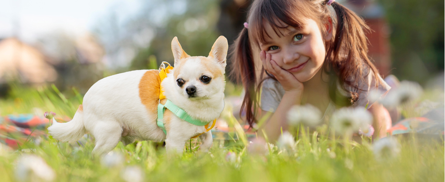 AIITLE Step in Dog Harness & Leash & Collar - Multicolor Lightweight Dog Halter Harness