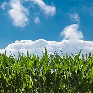 Organic-corn-seed xanadu zanadoo sweet-corn-seed corn organic seed seed-for-planting grain colored