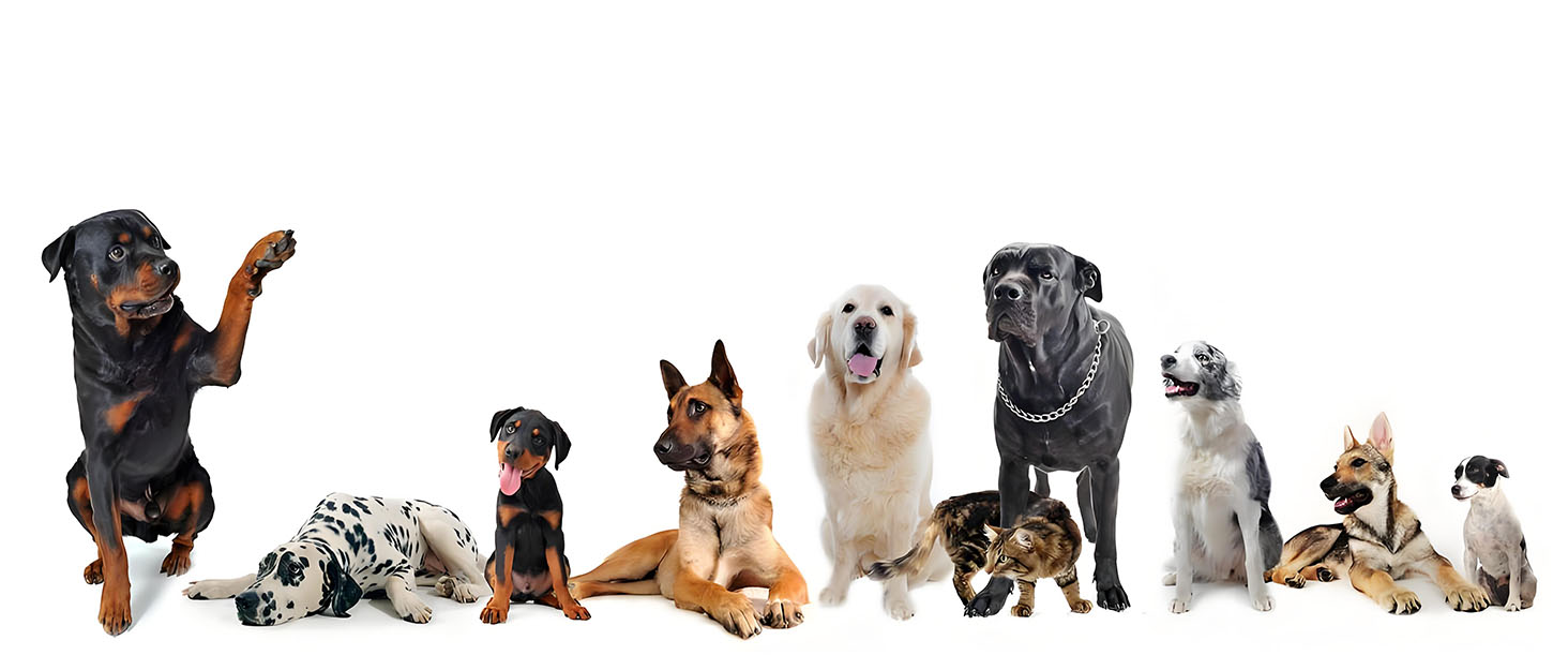 MeiAOBest Dog Boot, XL, Waterproof, Anti-Slip, Paw Protector, Walking, Hiking, Traveling, Camping, Cold & Wet Weather Protection, Injury Recovery, Fabric, Strap 11 866df8fc 4d6c 490e a581 966a596da78b. CR0,0,1464,625 PT0 SX1464 V1