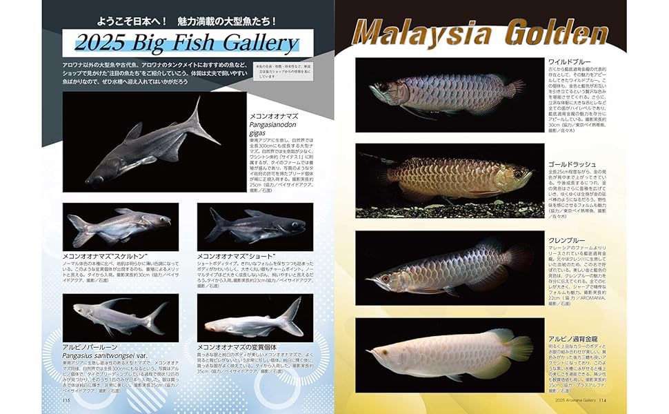 AROWANA LIVE    vol.１〜vol.9   9冊セット 1124111_n.jpg