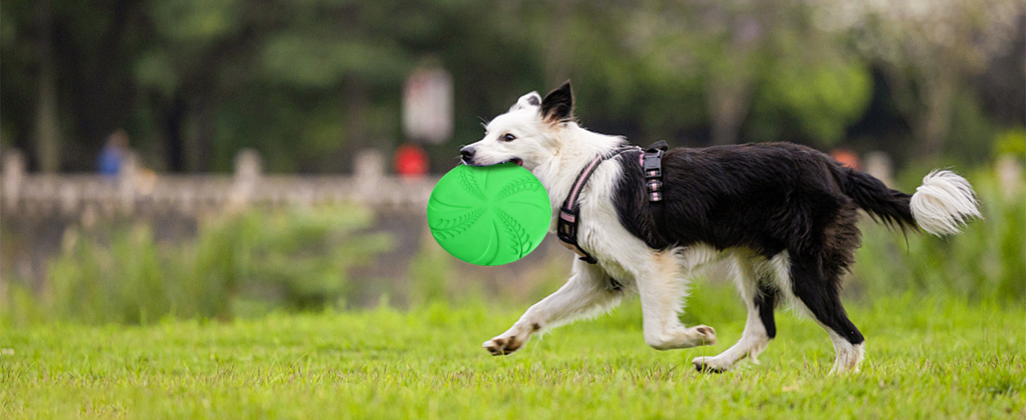 Frisbee für Hunde