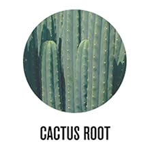Cactus Root