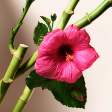 With 100% natural Bamboo & Hibiscus