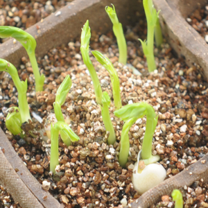 Each peat pot will slowly drain water