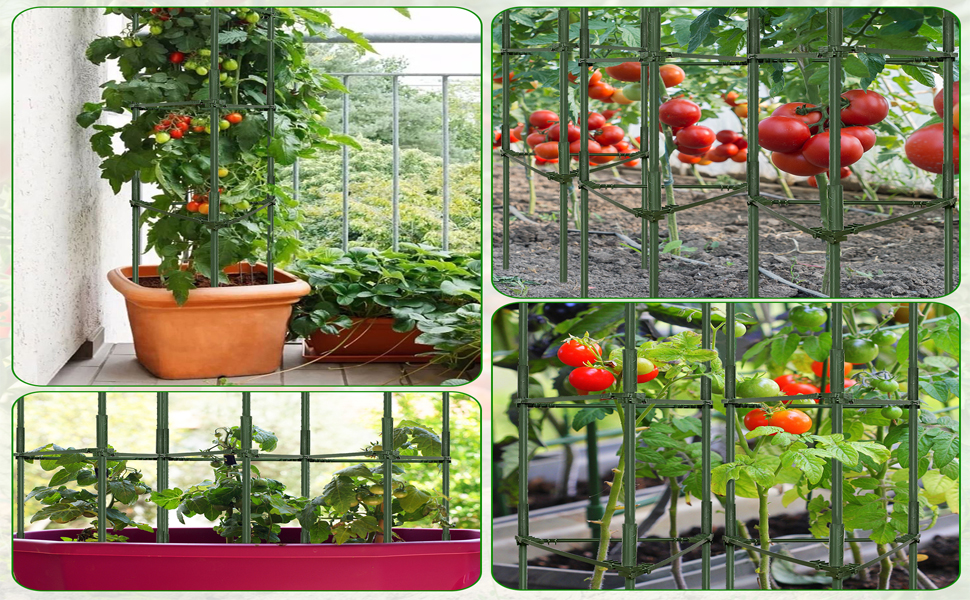 tomato