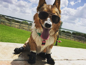 dog shoes for hot pavement