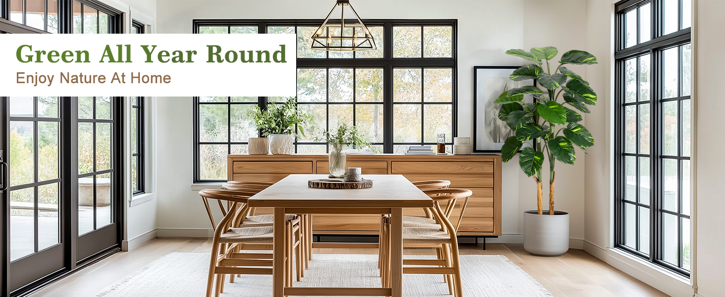 Scindapsus Aureus Plant Indoor 5FT