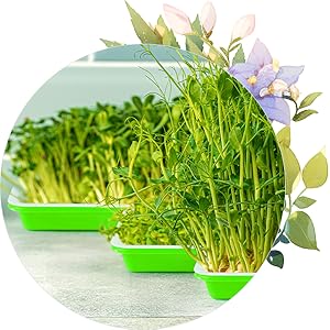 seed starter