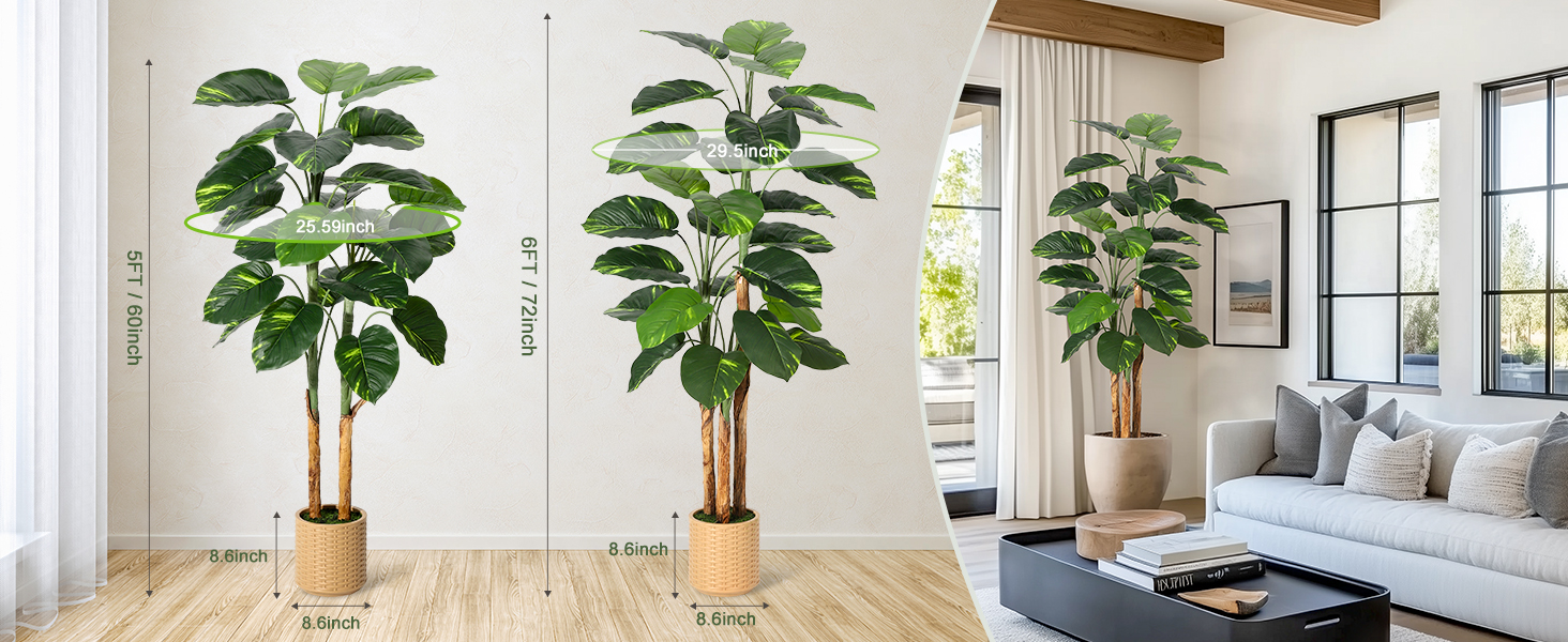 Scindapsus Aureus Tree