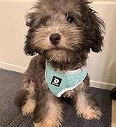 Dog Harness Small Dog Breathable Lightweight Puppy Harness and Lead Set Escape Proof Pet Vest for...